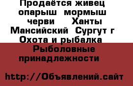 Продаётся живец, опарыш, мормыш, черви.  - Ханты-Мансийский, Сургут г. Охота и рыбалка » Рыболовные принадлежности   